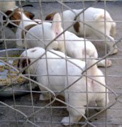 cachorros jack russel terrier uruguay