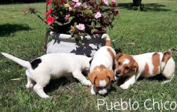 cachorros jack russell terrier uruguay