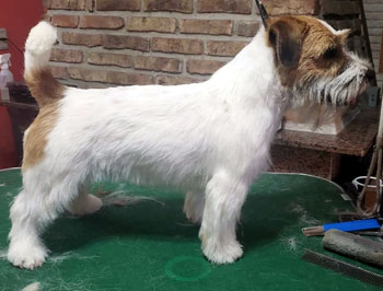 cachorros jack russell terrier en Uruguay