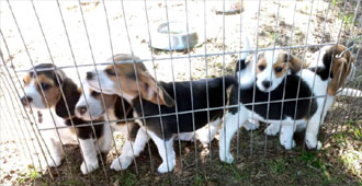 cachorros beagle uruguay